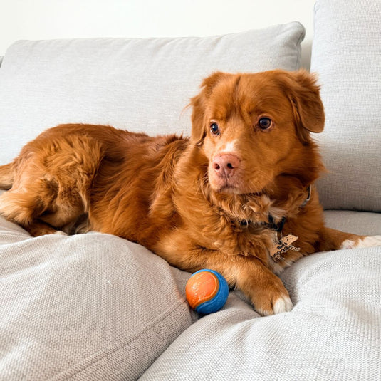 Rocky Mountain Dog Toy Ball