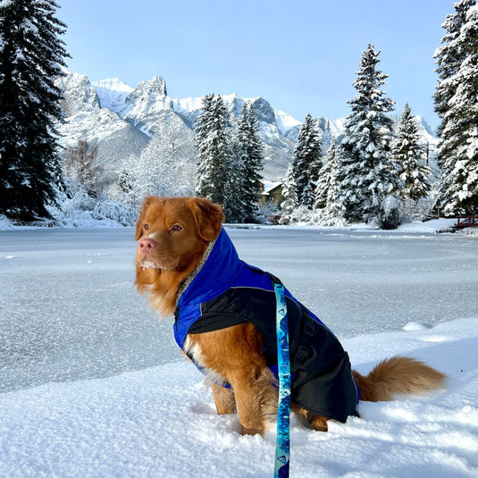 Glacier Insulated Dog Parka (Winter Coat), Blue / Extra Small | Rocky Mountain Dog