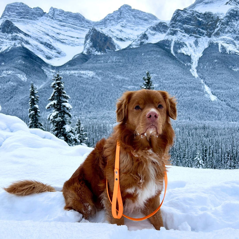 Load image into Gallery viewer, nova scotia duck tolling retriever on a biothane leash sitting in the snow with mountains in the background
