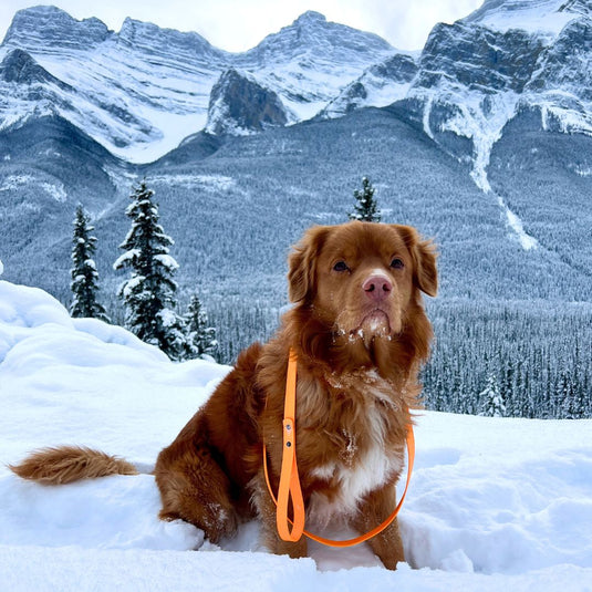 nova scotia duck tolling retriever on a biothane leash sitting in the snow with mountains in the background