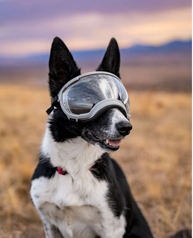 V2 Large Dog Goggles