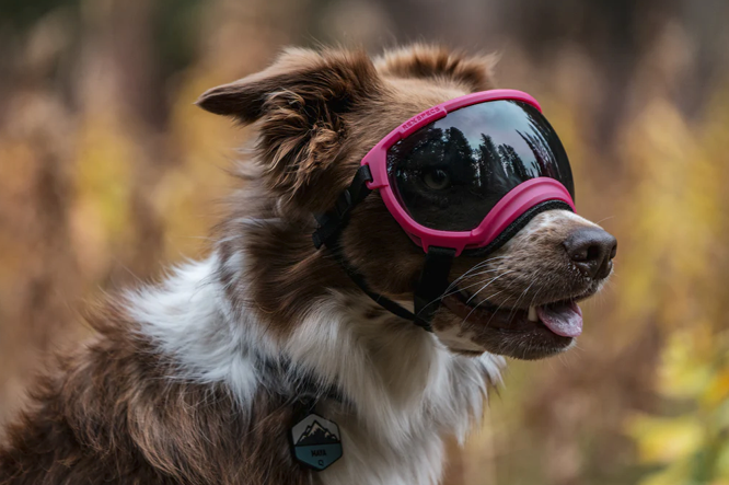 Load image into Gallery viewer, V2 Large Dog Goggles

