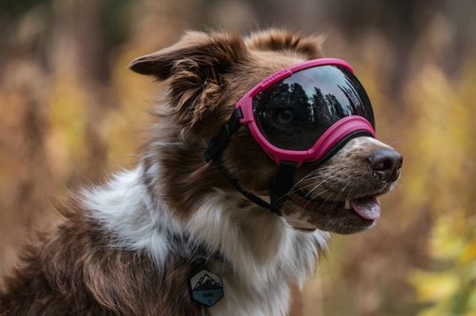 V2 Large Dog Goggles