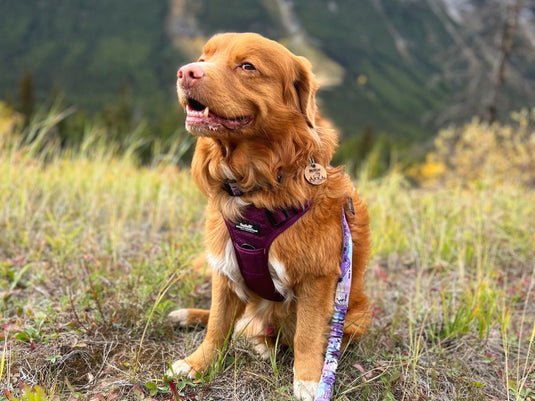 Best PNW Human Gear for Hiking with Dogs » The Dog Walks Me