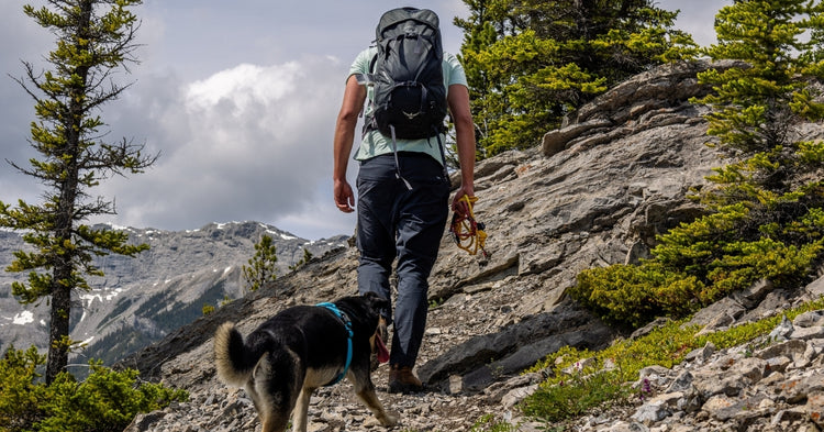 Dog Backpacking Gear