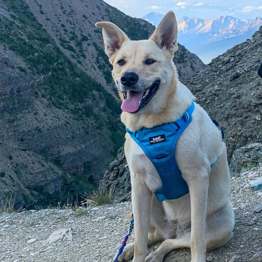 How to Get Your Dog Onboard with Harness Training