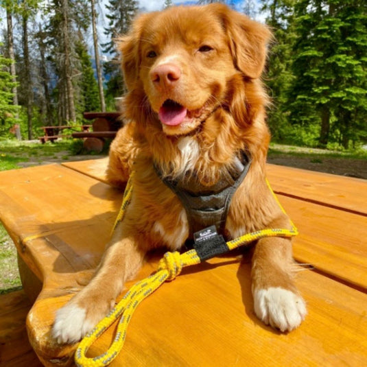 The Mountain Lakes Dog Rope Leash