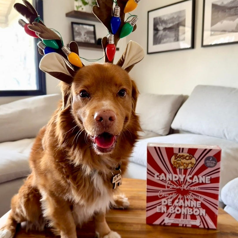 Load image into Gallery viewer, Premium Musical Advent Calendar - 24 Days of Treats
