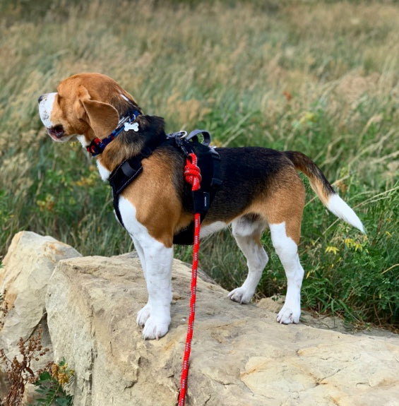 Load image into Gallery viewer, beagle on a red rope leash standing on a rock in a field in nosehill park, calgary
