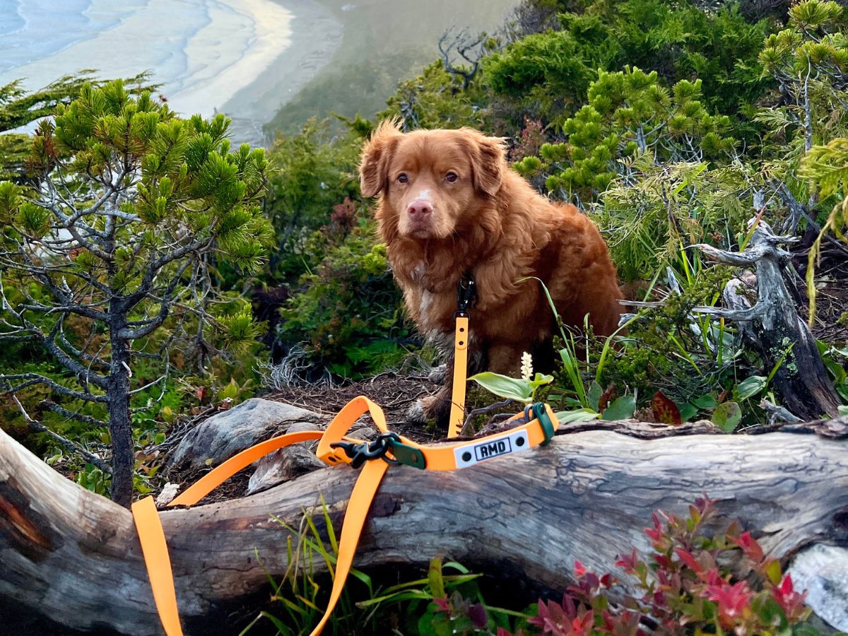 Biothane Bundle - Rocky Mountain Dog