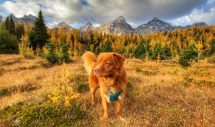 Dog hiking at Lake Louise Larch Valley Alberta for Rocky Mountain Dog