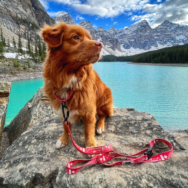 Load image into Gallery viewer, (Used) Canadian Rockies Martingale Clip Collar
