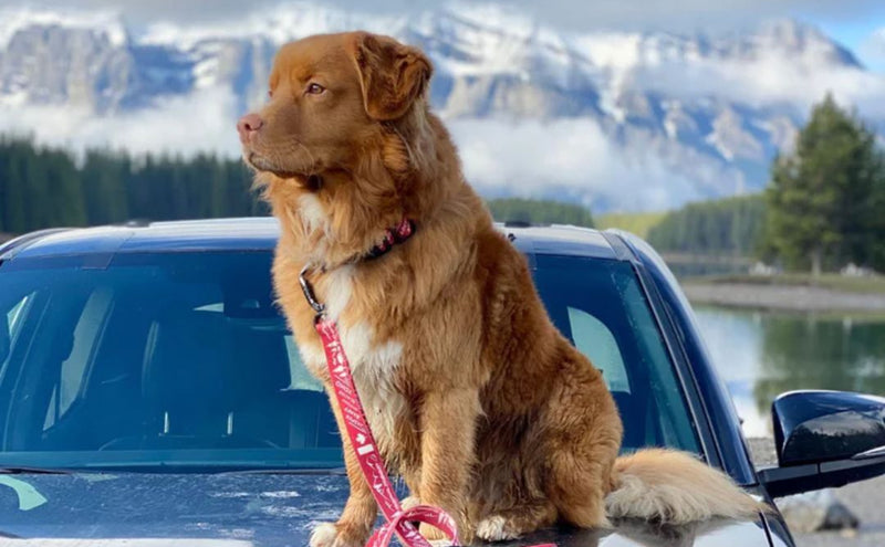 Load image into Gallery viewer, (Used) Canadian Rockies Leash
