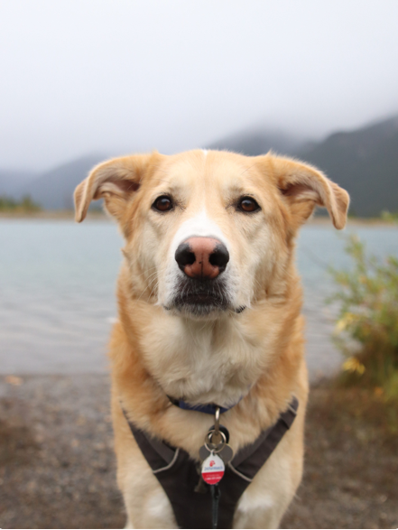 Red Deer Dog Parks