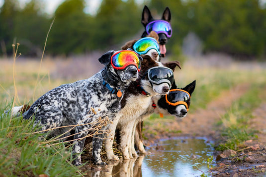 DOG GOGGLES