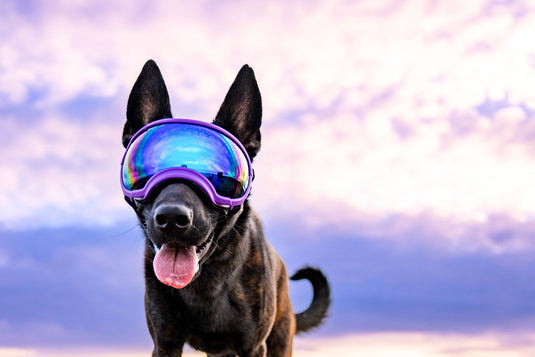 DOG GOGGLES