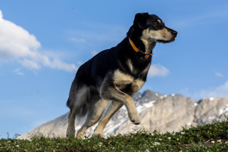 DOG COLLARS