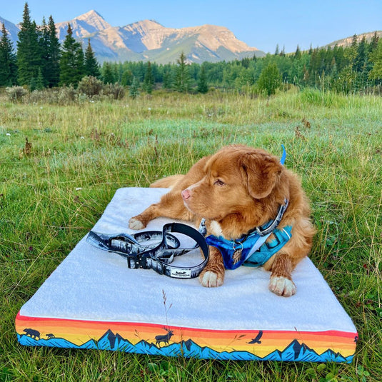Memory Foam Dog Bed