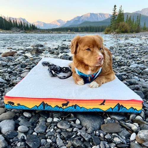 Memory Foam Dog Bed