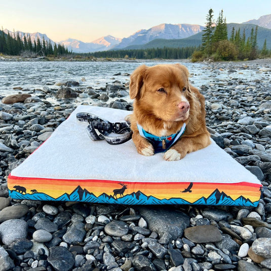 Memory Foam Dog Bed