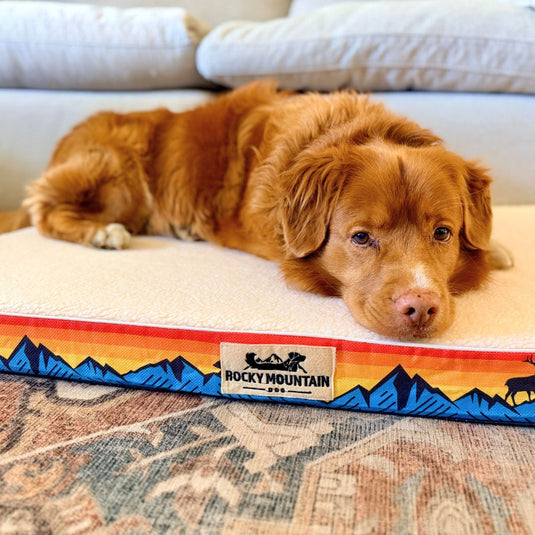 Memory Foam Dog Bed