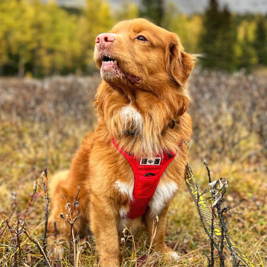 Summit All-Canadian Dog Harness