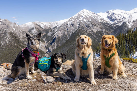 SUMMIT HARNESS