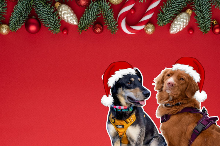 GIFT GUIDE FOR DOG LOVERS