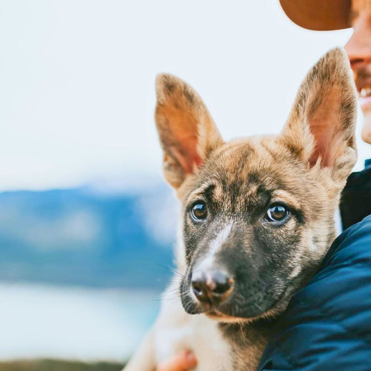 Rescue Of The Month