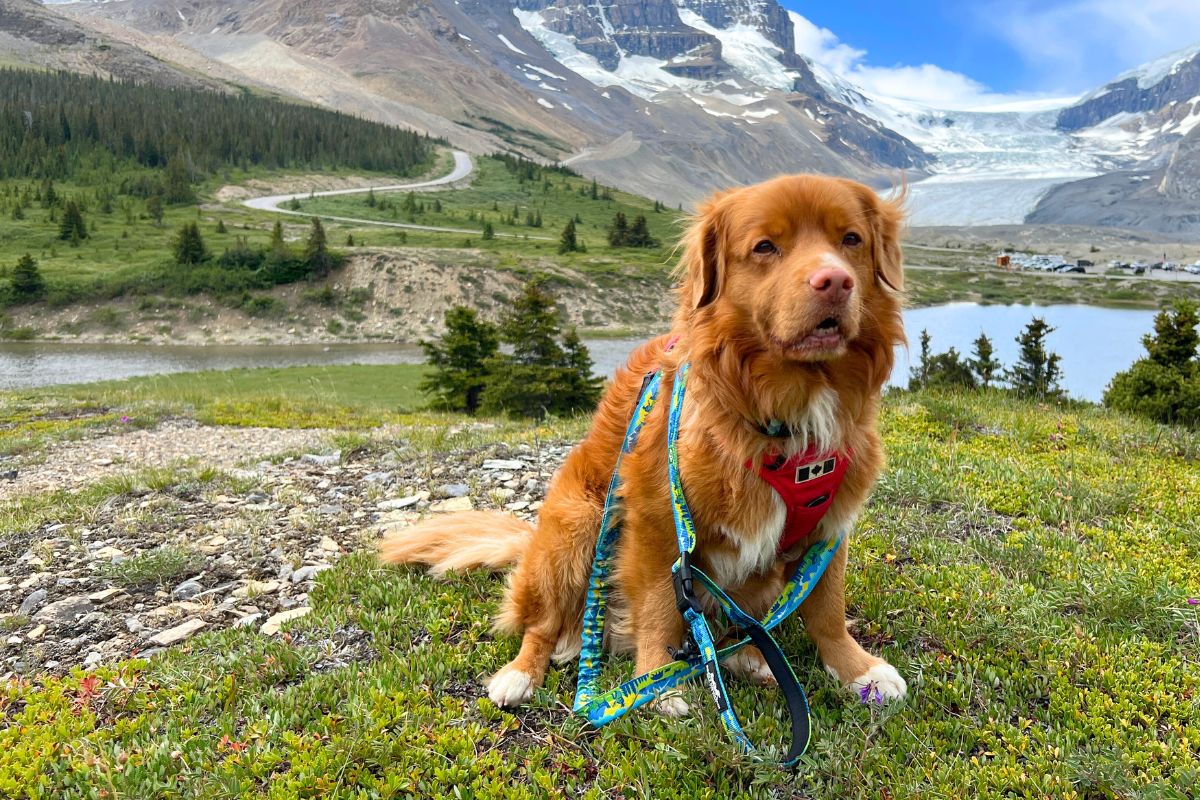 FAQ's – Rocky Mountain Dog