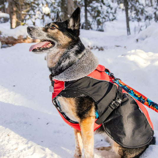 Glacier Insulated Dog Parka (Winter Coat) Rocky Mountain Dog