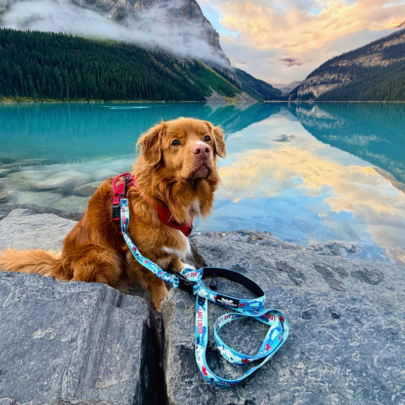 Load image into Gallery viewer, Lake Louise All Mountain Dog Leash
