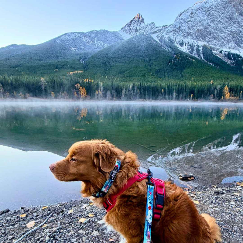 Load image into Gallery viewer, Lake Louise Alpine Dog Collar
