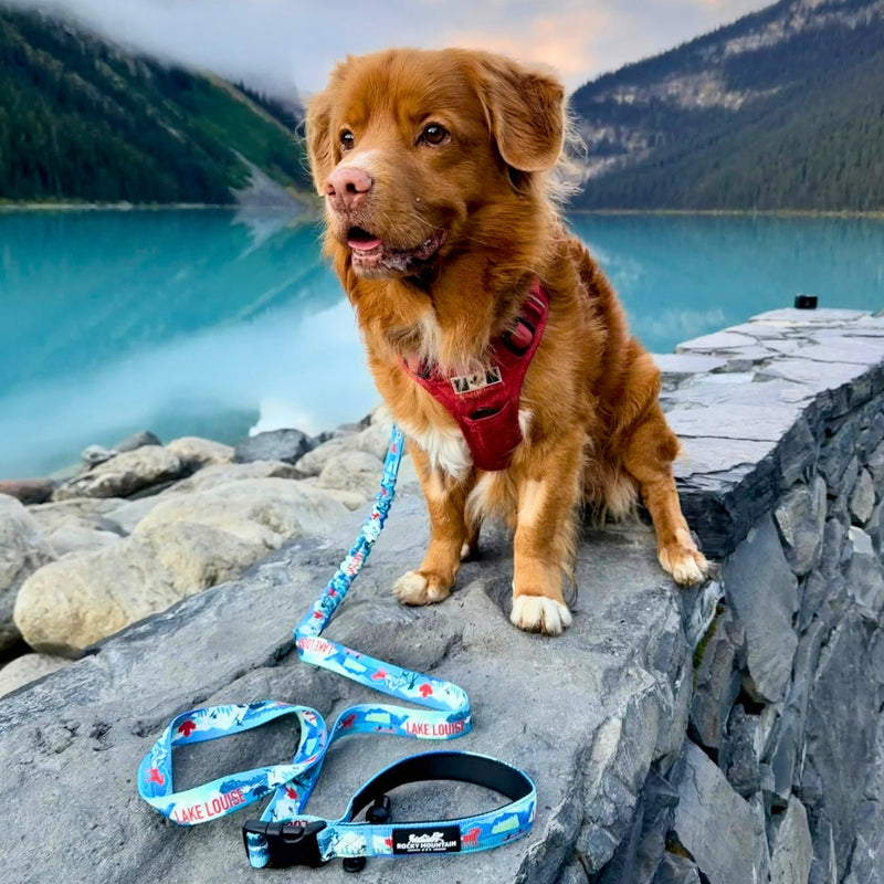 Load image into Gallery viewer, Lake Louise All Mountain Dog Leash
