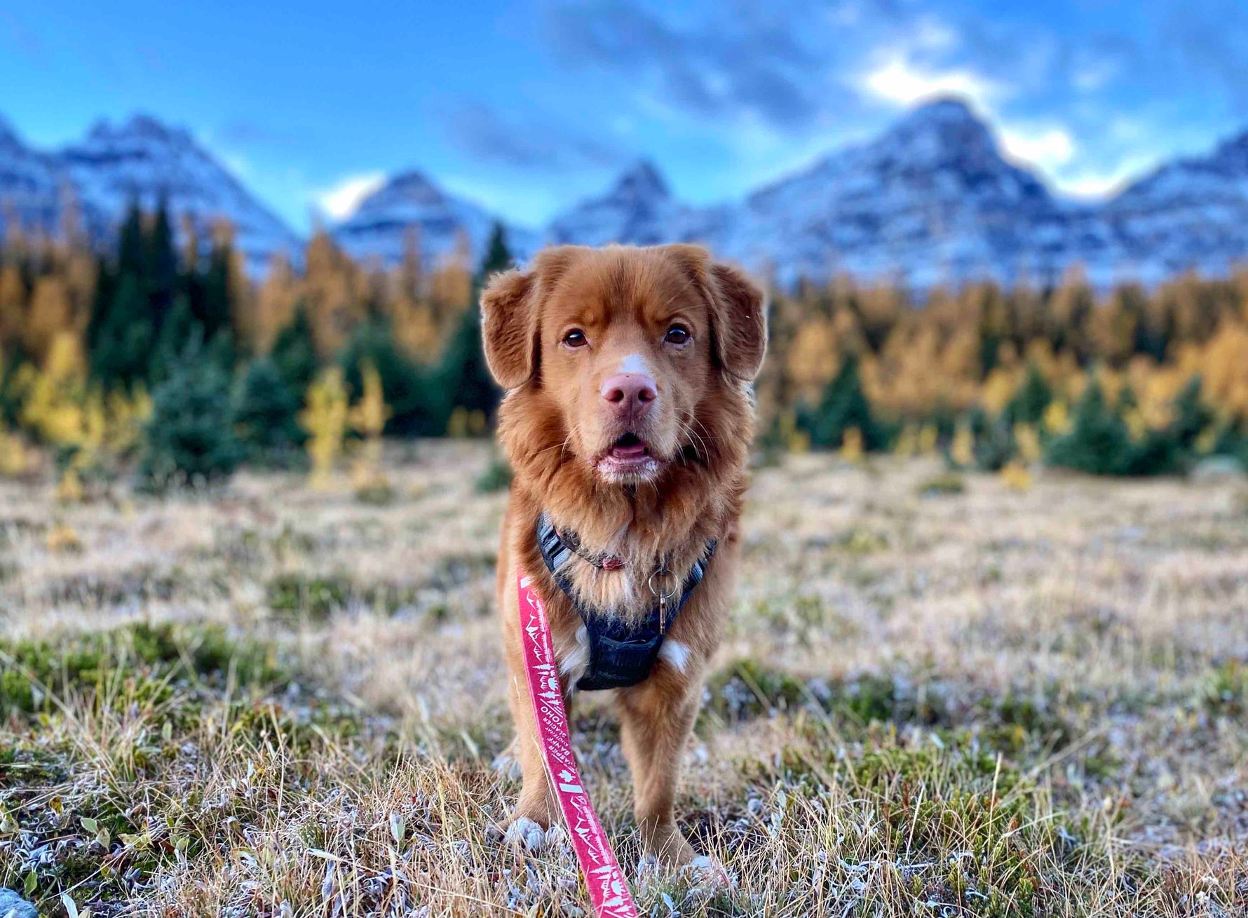 Products – Rocky Mountain Dog