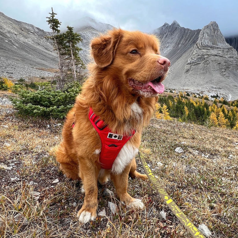 Load image into Gallery viewer, Summit All-Canadian Dog Harness
