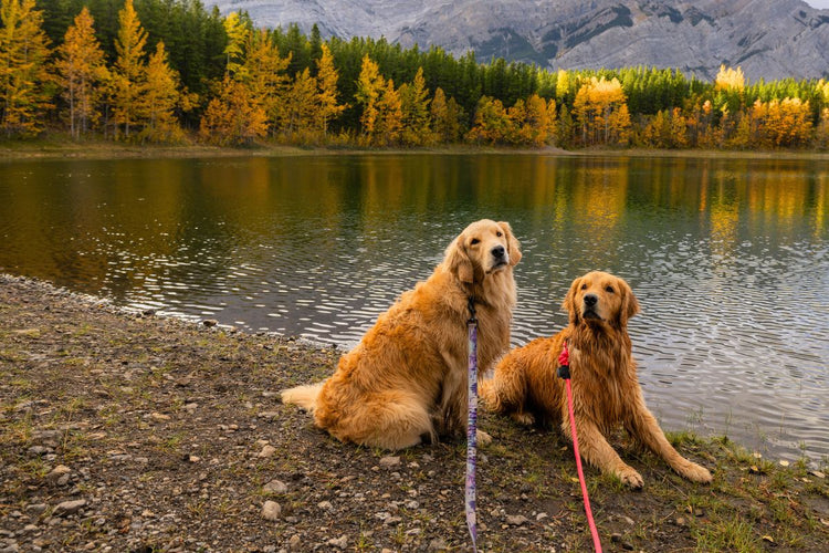 DOG LEASHES