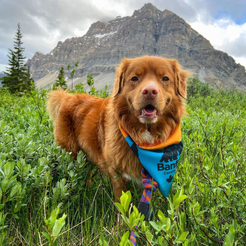 Banff Bandana