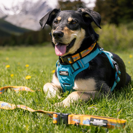 Okanagan All Mountain Dog Leash