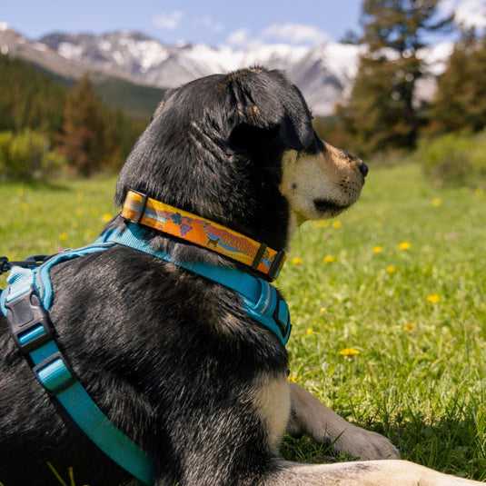 Okanagan Alpine Dog Collar