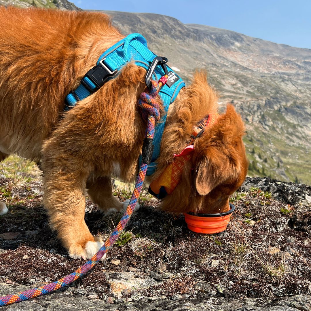Collapsible Silicone Dog Bowl