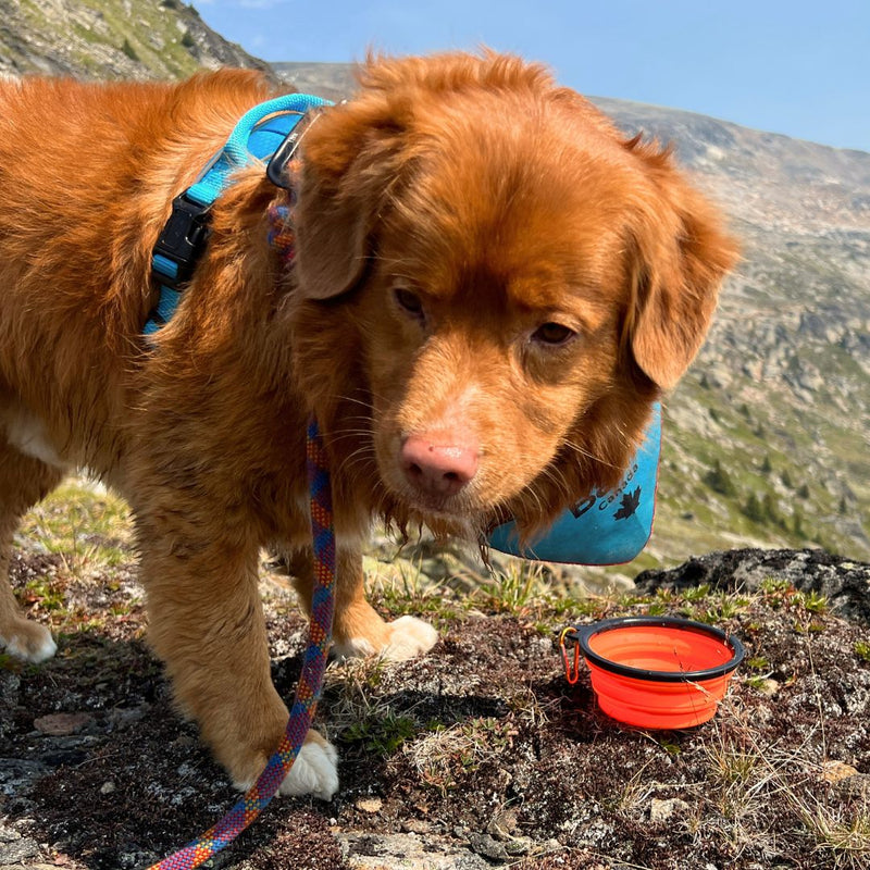 Load image into Gallery viewer, Collapsible Silicone Dog Bowl
