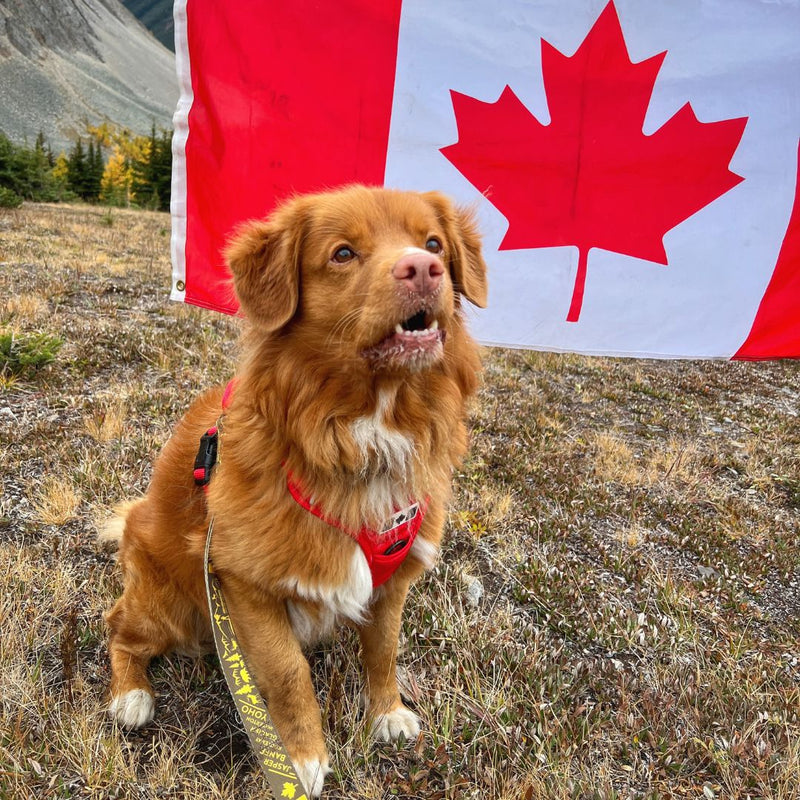 Load image into Gallery viewer, Summit All-Canadian Dog Harness
