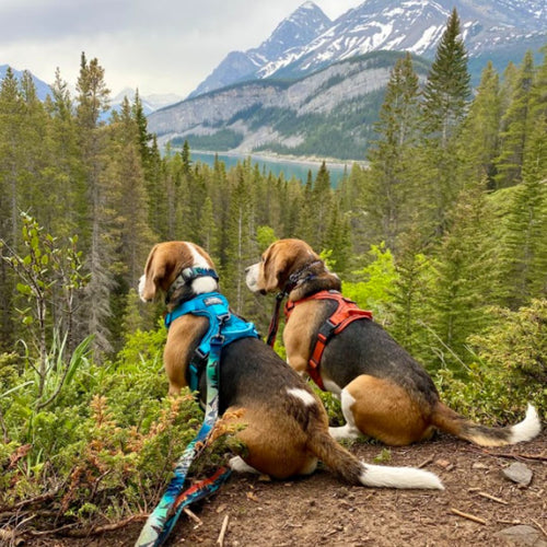 Summit All-Terrain Dog Harness