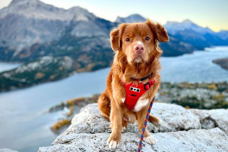 SUMMIT HARNESS