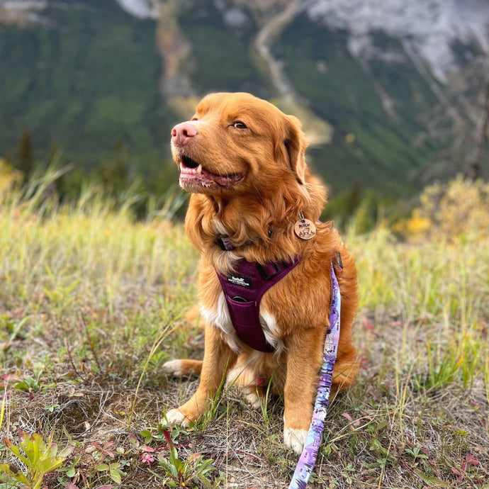 Summit All-Terrain Dog Harness