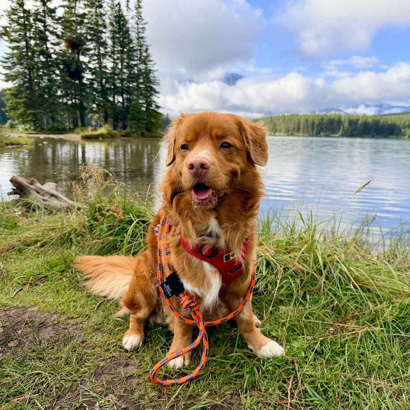 Load image into Gallery viewer, Mountain Lakes Dog Rope Leash

