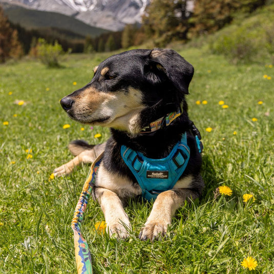 Waterton Alpine Dog Collar