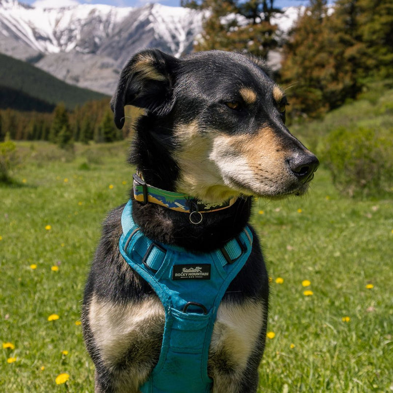 Load image into Gallery viewer, Waterton Alpine Dog Collar
