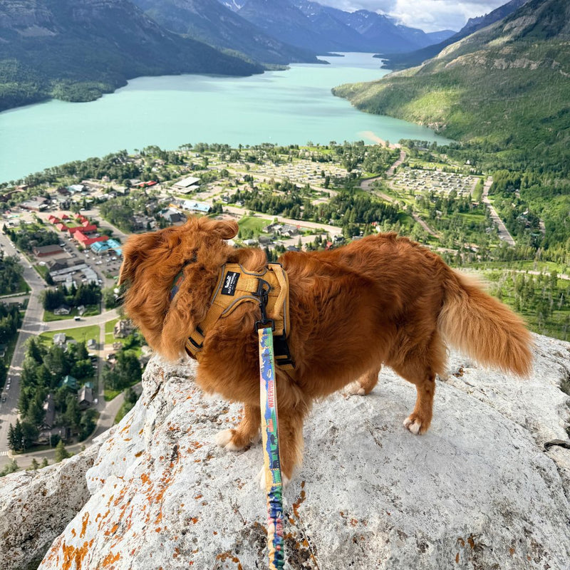 Load image into Gallery viewer, Waterton All Mountain Dog Leash
